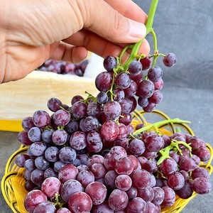 新疆吐鲁番玻璃脆 3斤/框 当季新鲜水果提子无籽红提 圆颗粒 脆甜