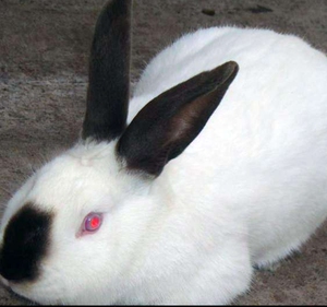 伊拉兔幼兔大型兔子巨型肉兔成年种兔家养可繁殖宠物兔八点黑