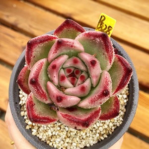 红颜蜜语 皮蛋 多肉植物 新手9cm盆 有根 一物一拍肉肉 植物盆栽