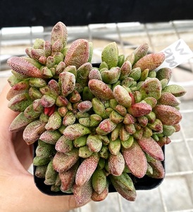 多肉植物 可爱多肉 木星兔子 6厘米盆 有根 一物一拍!肉肉