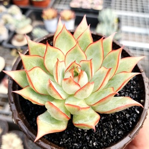 多肉植物 多肉 宝莲灯 9厘米盆 有根 随机发! 四季 肉肉 盆栽