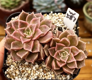 多肉植物 可爱多肉海洋之心 雷霆玫瑰  6厘米盆 有根 一物一拍!