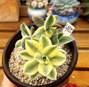 粉黛锦   多肉植物带锦肉肉砍过头9cm盆 一物一拍!新手植物 盆栽