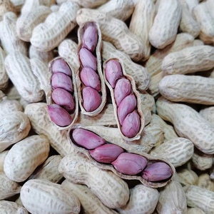 福建特产龙岩湿烤紫衣花生正宗带壳香脆连城红衣花生零食四粒五香