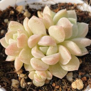 奶油美人 多肉植物景天科奶油美人一物一拍趣味盆栽多肉植物