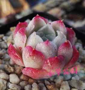 沁心 多肉植物沁心 多肉沁心 群生 一物一拍