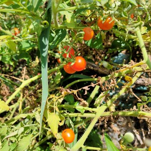 贵州野生小西红柿