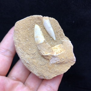 矿物标本晶体观赏奇石收藏 天然鱼牙化石原石 摩洛哥新品进口573