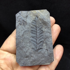 矿物标本晶体 德国进口天然树叶化石 结核蕨类树叶植物化石 570