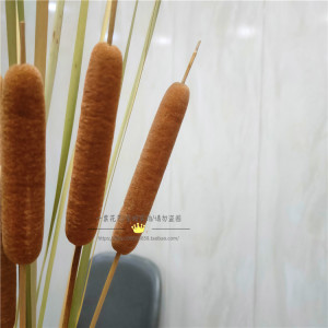 香蒲棒 新品香蒲草 水蜡烛真花干花干枝干草插花装饰摆饰摄影道具