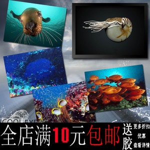 海洋生物海豹海星海报装饰画牛皮纸相框相片纸有框画挂框墙画壁画