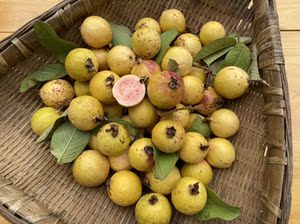 红心果攀枝花野生