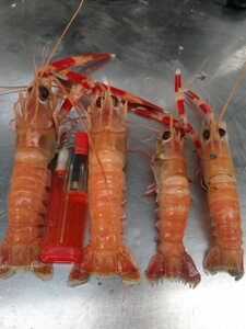 山东威海野生 小规格鳌虾 海龙虾海鳌虾 5斤2.5千克水产 顺丰包邮