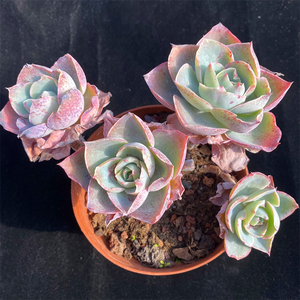 多肉植物达芬奇密码老桩群生多头一物一拍组合景天精品贵货包邮