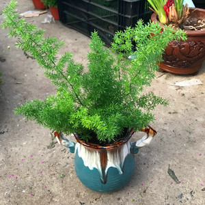 天门冬武竹小盆栽盆景中草药苗办公室客厅吸甲醛净化空气花卉绿植