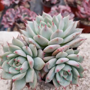 一物一拍tp 蒂比多头群生老桩多肉植物精美大颗 所见即所得