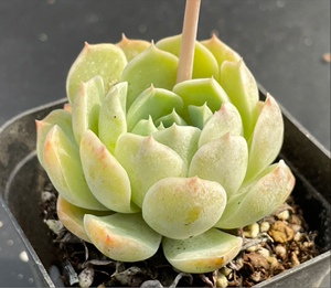 佳境园艺 新品白月影杂交白玉兰5.5cm 多肉植物 一物一拍满58包邮