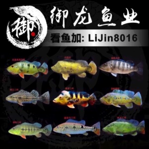 苏里南满天星横带七间申古三间帝王三间蓝帆眼斑黄金巴西亚三间鱼