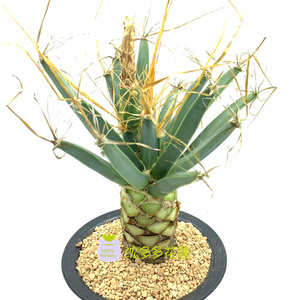 光山仙人球实生光山仙人球多肉植物四大名球光山趣味迷你桌面盆栽