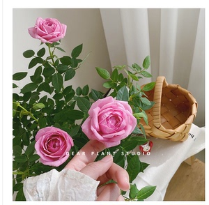 月季粉玫瑰淑女花苗盆栽带花苞花卉瑞典女王欧洲月季植物阳台绿植