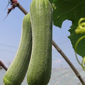 农家自种有机蔬菜新鲜肉丝瓜皱皮丝瓜四川本地胖丝瓜产妇下奶现摘