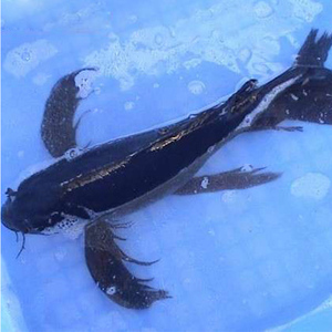 墨黑龙凤锦鲤日本纯种巨型鱼苗辟邪风水宠物鱼淡水冷水观赏鱼活体