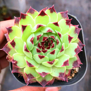 满额包邮柔情铁观音长生草阳台多肉植物防辐射吸甲醛新款爆盆绿植