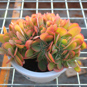 超大帕比玫瑰缀化多肉植物稀有罕见品种室内组合盆栽防辐射绿植花