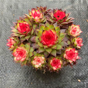 云南花卉高级精品大颗一抹红莲多肉植物办公室阳台盆栽绿植含盆土