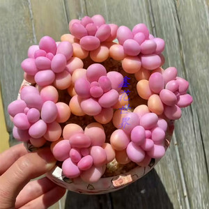 非常大颗老桩桃蛋多肉植物高端精品室内阳台美观防辐射绿植盆栽花