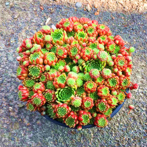 满额包邮/多肉植物【长生草/爱德华超大盆】群生肉肉/阳台盆栽