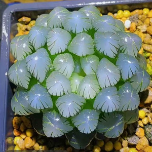 满额包邮水晶透窗玉露罕见精品多肉植物居家净化空气组盆花卉盆栽