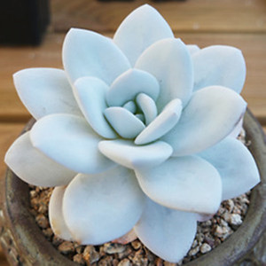 精品大颗花卉植物室内花多肉雪莲办公室桌面防辐射盆栽绿植含盆土