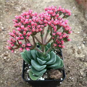 从珊瑚开花迷你多肉植物稀有贵货室内阳台盆栽防辐射桌面绿植花卉