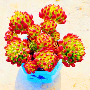 大颗好养小红灯笼老桩多肉植物稀有品种阳台美观防辐射盆栽绿植花