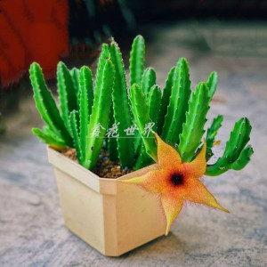 大颗好养大花龙王角多肉植物稀有贵品种办公桌美观防辐射盆栽绿植