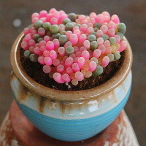 彩色粉五十铃玉锦多肉植物稀有品种精品贵货办公桌美观防辐射盆栽