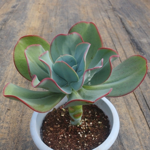 超大株瑞蝶老桩多肉植物稀有品种贵货室内景观绿植防辐射花卉盆栽