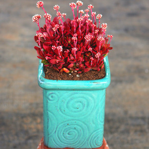 云南花卉高级精品多肉植物红稚儿老桩庭院阳台美观防辐射盆栽绿植