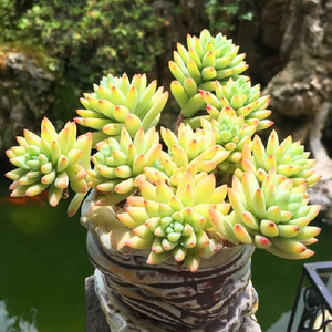 树冰小老桩多肉植物稀有精品花卉办公室阳台防辐射花桌面盆栽绿植