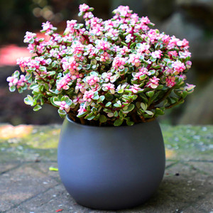 石生花多肉超大