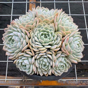 超大老桩胭脂雪球多肉植物稀有品种精品组合室内阳台防辐射花卉绿