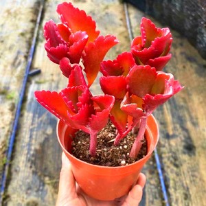 红色不死鸟朱莲老桩多肉植物高端精品室内花净化空气盆栽绿植花卉