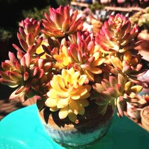 超大老桩小叮当锦组合盆栽室内防辐射阳台花卉稀有品种多肉植物花