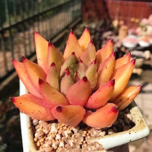 灵魂多肉植物稀有罕见盆栽室内阳台防辐射绿植含盆土发货桌面花卉