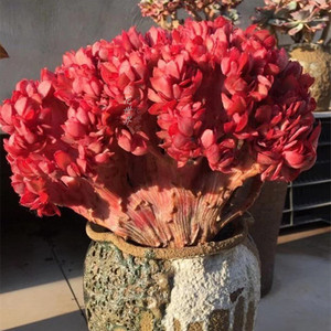 巨大金凤凰缀化稀有品种多肉植物室内阳台景观花卉防辐射绿植精品