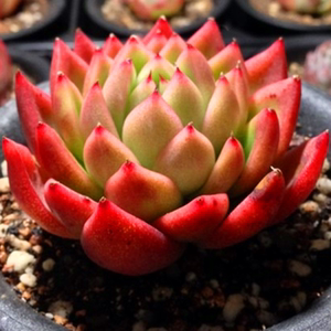 满额包邮多肉植物【红东云】冬云带盆栽好精品肉肉花卉绿植绿色的