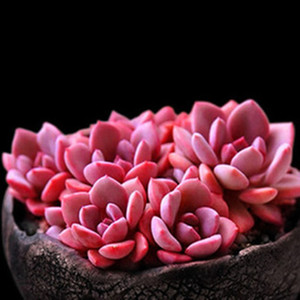 满额包邮多肉植物【黛比】肉多阳台肉肉盆栽绿植花卉西甲醇办公室