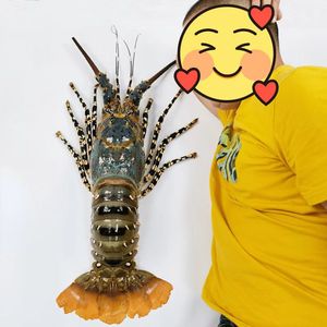 澳洲大花龙中华锦绣花龙虾奥龙鲜活冷冻大龙虾海鲜水产