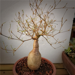 柳叶麒麟 大戟科 稀有块根 盆景 一物一拍 多肉植物